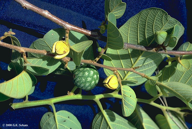 African custard-apple